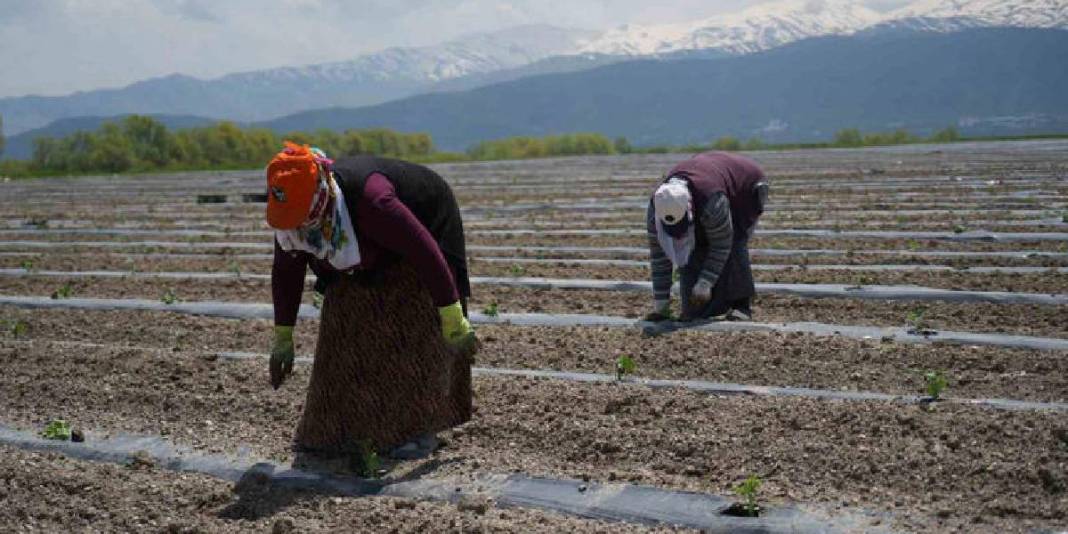 Tadı ve aroması fark yaratıyor! 2026’da 240 binden fazla üretim hedefleniyor 2